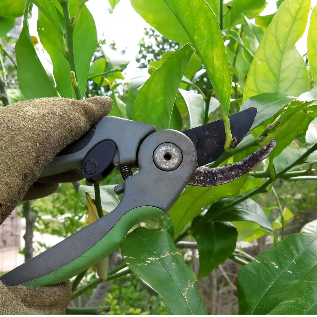 Jackson, MI Commercial Landscape Maintenance